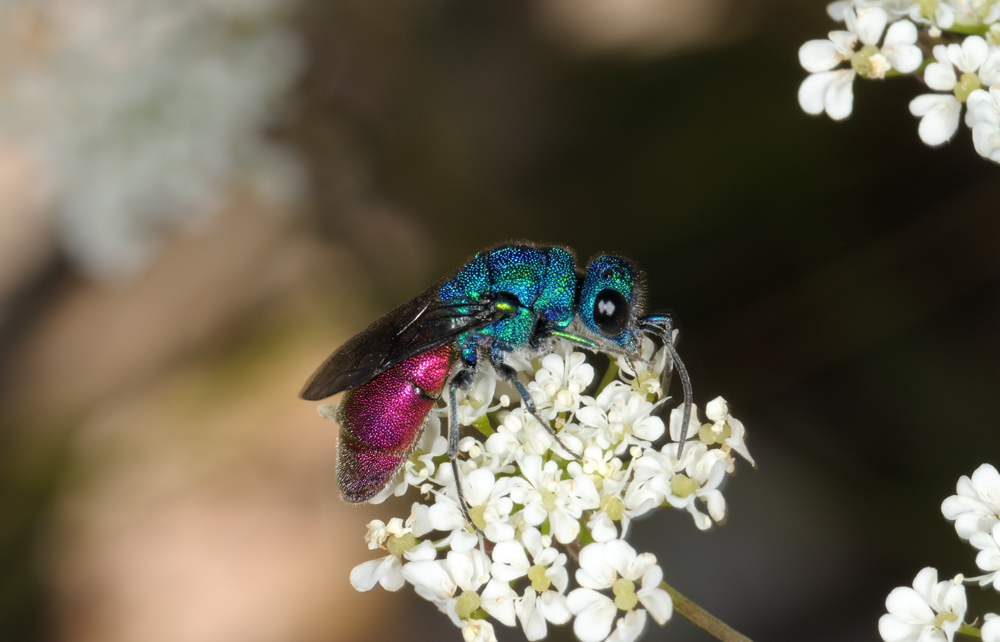 ancora chrysis - Chrysura refulgens (Spinola, 1806)